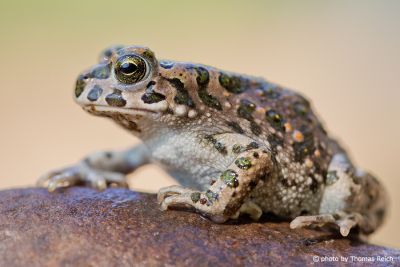 European green toad body
