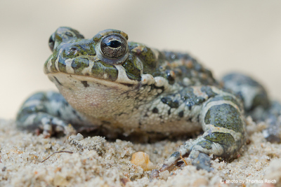 European green toad male in the sand