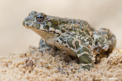 Male European green toad sound