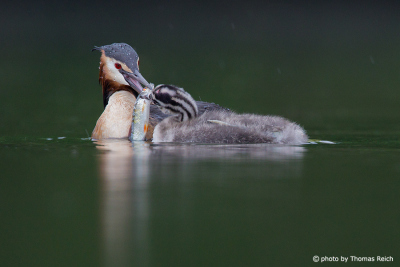 Great Crested Grebe feeding young animal