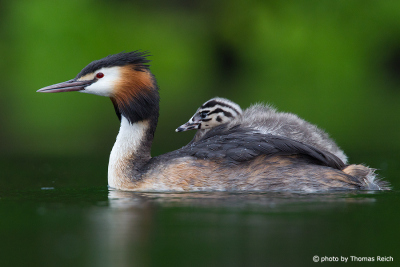 Great Crested Grebe carry their chicks on their backs