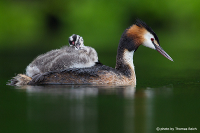 Great Crested Grebe swimms with young on back