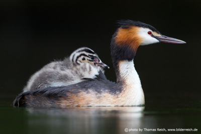 Swimming Great Crested Grebe with offspring