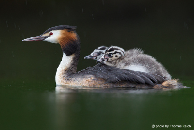 Great Crested Grebe with two chicks on back