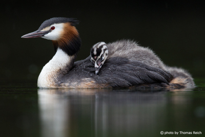 Great Crested Grebe with juvenile
