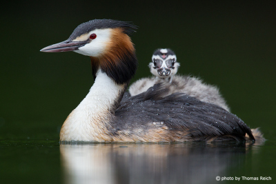 Great Crested Grebe offspring