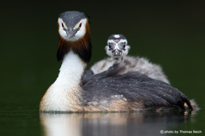 Great Crested Grebe mother and baby