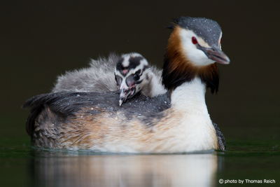 Great Crested Grebe swimms with chick on back