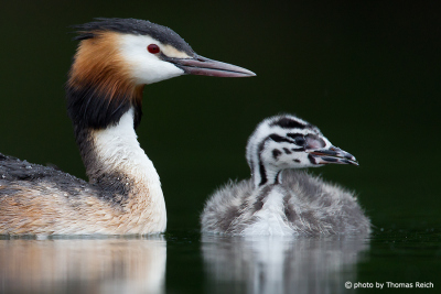 Great Crested Grebe big and small