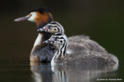 Great Crested Grebe familiy