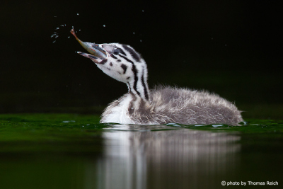 Young Great Crested Grebe eats fish
