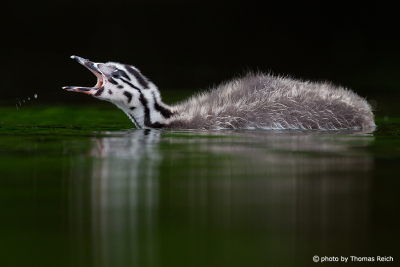Great Crested Grebe begs for fish