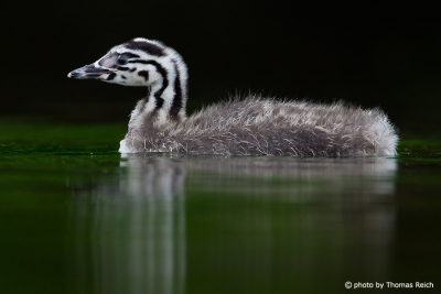 Fledged Great Crested Grebe