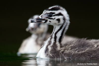 Freshly hatched Great Crested Grebes