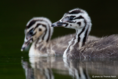 Great Crested Grebe sibling
