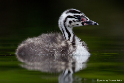 Fluffy, striped young grebe
