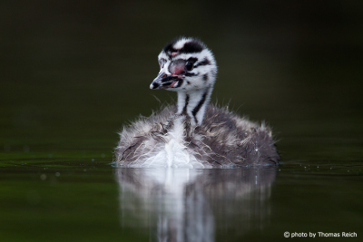 Fluffy Great Crested Grebe Fledgling