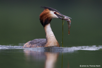 Great Crested Grebe with fish in bill