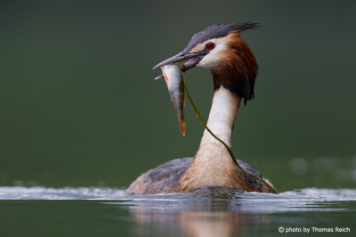 Great crested grebe after successful fish hunting