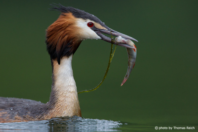 Adult Great Crested Grebe with fish prey in bill