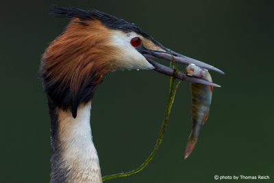 Hungry Great Crested Grebe
