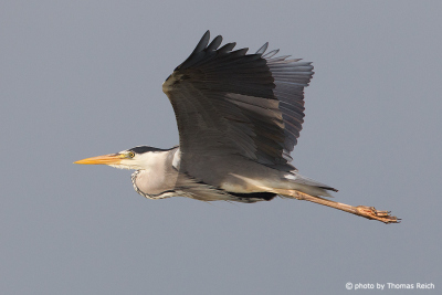 Grey Heron in flight side view