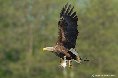 White-tailed Eagle with prey in talons