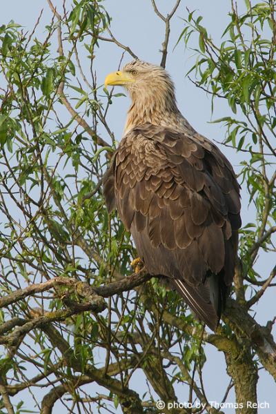 White-tailed Eagle characteristics