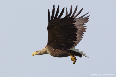 White-tailed Eagle flying with fish in claws