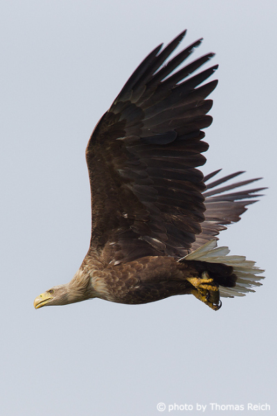 White-tailed Eagle weight