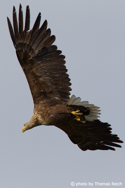 White-tailed Eagle with sky background