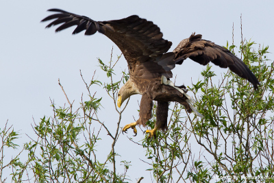 White-tailed Eagle landing on willow branch
