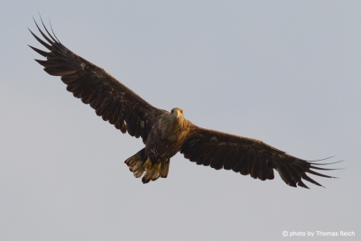 Immature White-tailed Eagle flying
