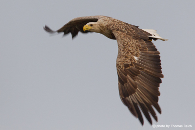 White-tailed eagle with wide stretched wings