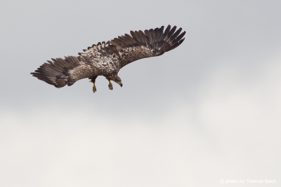 Juvenile White-tailed Eagle hunting