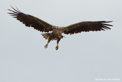 White-tailed Eagle immature learns to grasp