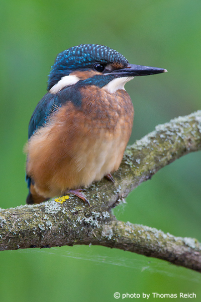 Young River Kingfisher