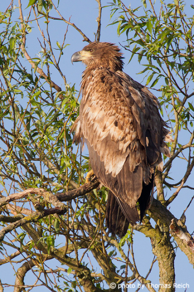 Back of White-tailed Eagle