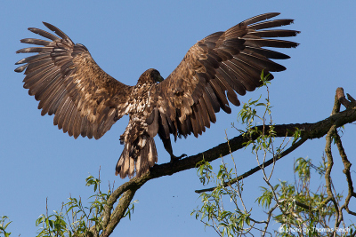 Young White-tailed Eagle from behind