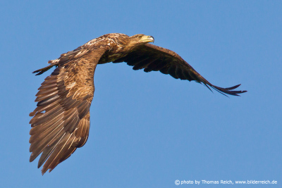 Appearance of a young white-tailed eagle