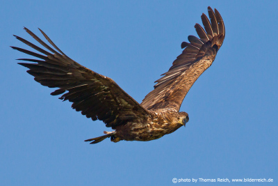 Young white-tailed eagle roams its breeding territory