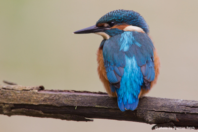 Young Common Kingfisher bird from behind
