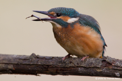 Common Kingfisher feed on a water scorpion