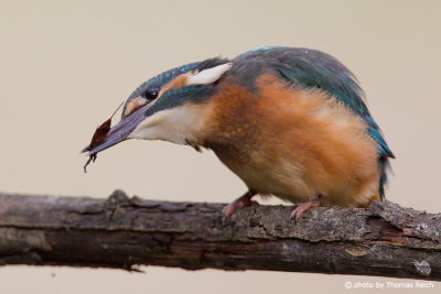 Common Kingfisher try to eat water scorpion