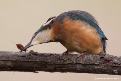Common Kingfisher with water scorpion