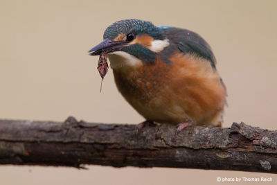 Common Kingfisher bird with insect in beak