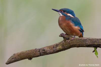 Young Common Kingfisher