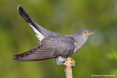 Common Cuckoo sits on a branch