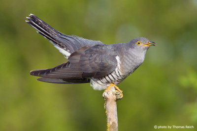 Common Cuckoo call
