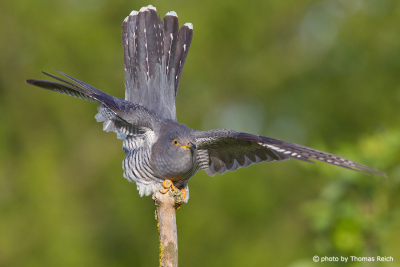 Common Cuckoo after flying